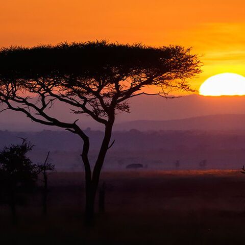 Illustratie bij: ‘Door corona viel ons safaribedrijf stil en moesten we terugverhuizen naar Nederland’