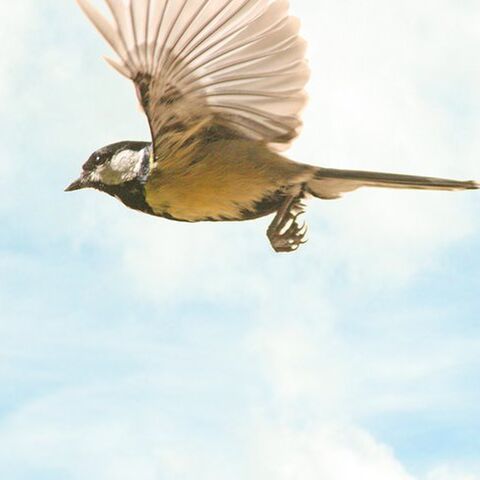 birdnesting de manier voor co-ouders