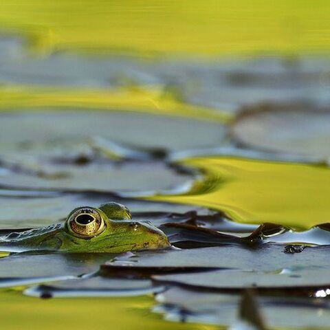 Illustratie bij: Ga je zwemmen in open water? Dit moet je weten over blauwalg