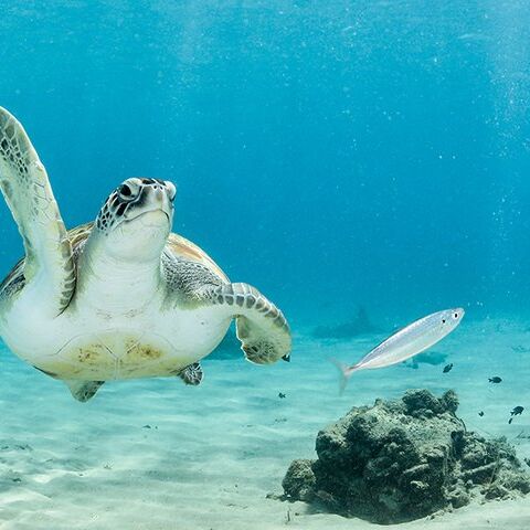 Illustratie bij: Ga je met kinderen naar Bonaire? Dit is er allemaal te doen