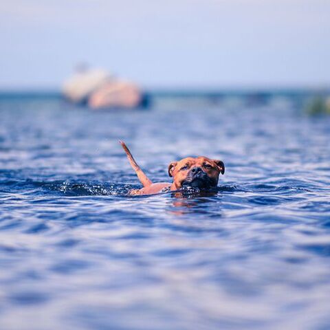 Illustratie bij: 7x bosbaden en recreatieplassen voor het ultieme vakantiegevoel