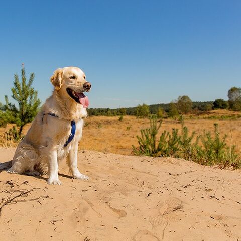 Illustratie bij: 5x de mooiste duinwandelingen in Nederland