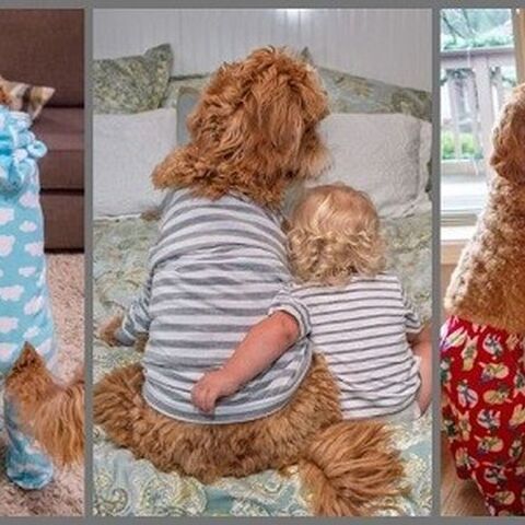 Illustratie bij: Labradoodle en peuter in matching outfits zijn Instagramhit