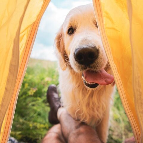 Illustratie bij: Zet jij je tent op deze zomer? Dit zijn de leukste (en handigste) kampeerspullen