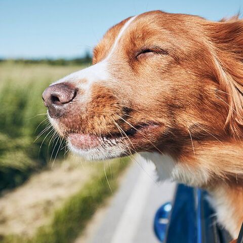 Illustratie bij: Lang weekend voor de boeg: dit kun je allemaal doen met Hemelvaart