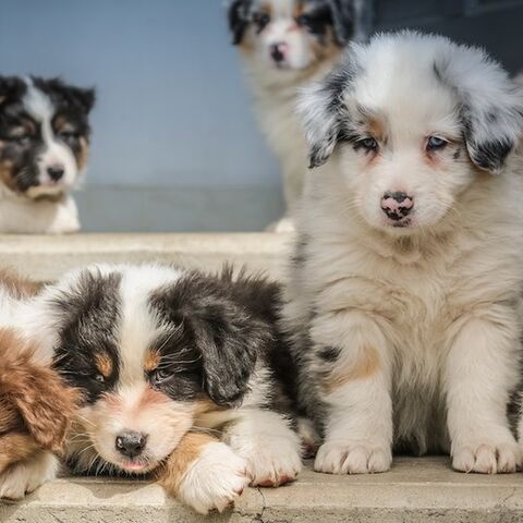 Illustratie bij: Zwangere vrouw eist dat vriendin naam van hond verandert (om een bijzondere reden)