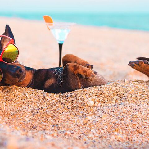 Illustratie bij: Hond mee op vakantie? Hier moet je op letten