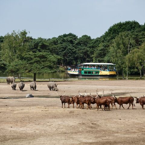 Illustratie bij: Hier moet je zijn voor het perfecte zomeruitje