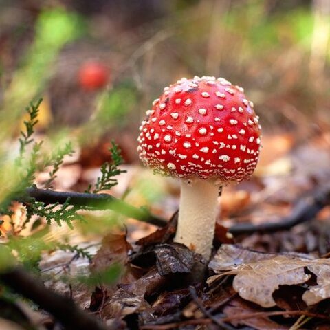 Illustratie bij: 5x leuke kabouterpaden in Drenthe