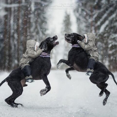 Illustratie bij: Fotoserie: kinderen met hun megagrote hond