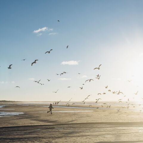 Illustratie bij: De mooiste strandwandelingen op een rij