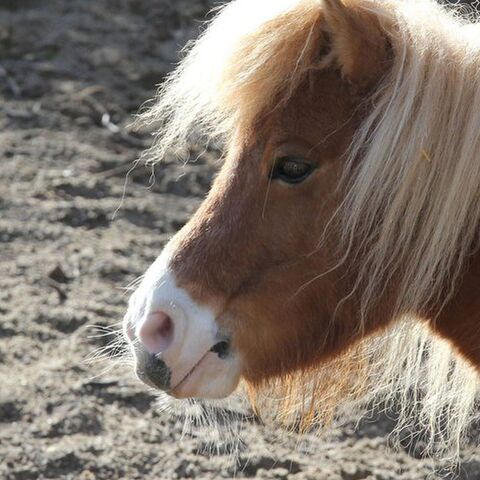 Illustratie bij: De leukste adressen voor kinderen om te ponyrijden