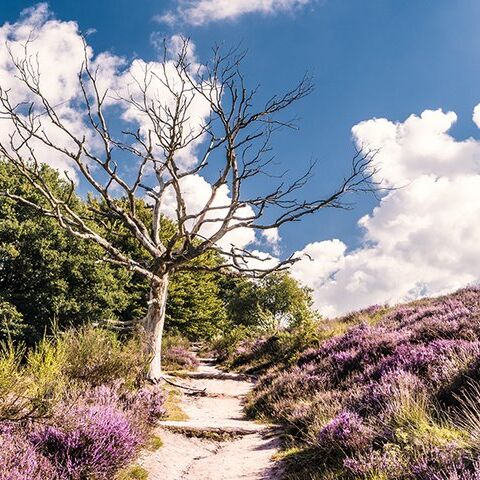 Illustratie bij: 7x mooie heidevelden om te wandelen