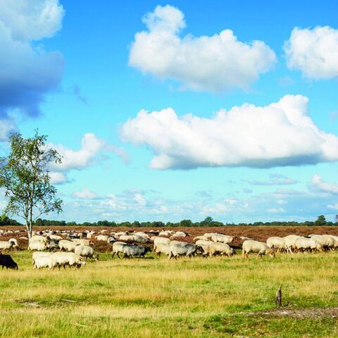 Illustratie bij: Met je gezin naar Drenthe: de leukste tips