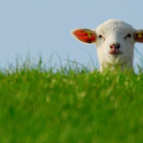 Illustratie bij: Dit kun je allemaal doen op Schiermonnikoog met kinderen