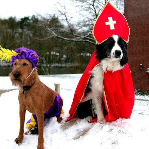 Illustratie bij: Minder Sinterklaascadeaus voor de kinderen