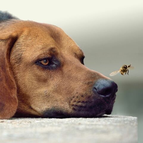 Illustratie bij: Zó houd je insecten buiten de deur