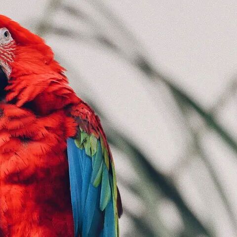 Illustratie bij: Verrassend uitje: de leukste vogelparken in Nederland