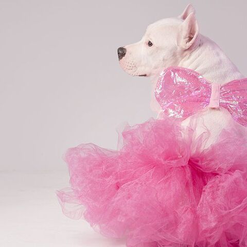 Illustratie bij: Lief: vader poseert met zijn dochter in een roze tutu