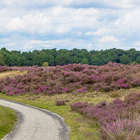 Illustratie bij: Ontdek de Veluwe: dit kun je er allemaal doen