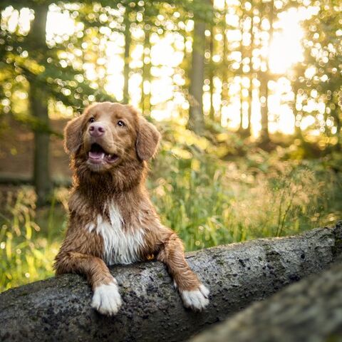 Illustratie bij: 5x heerlijke wandelroutes met je hond