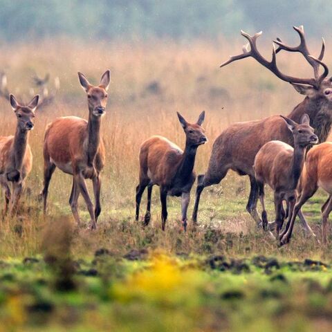 Illustratie bij: Dit zijn de mooiste plekken om wild te spotten in Nederland