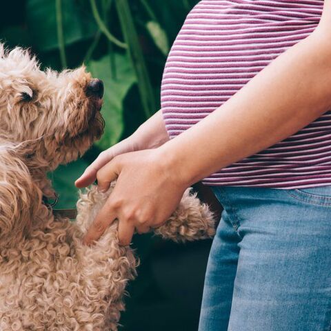 Illustratie bij: Baby op komst? Zó kun je je huisdier daarop voorbereiden