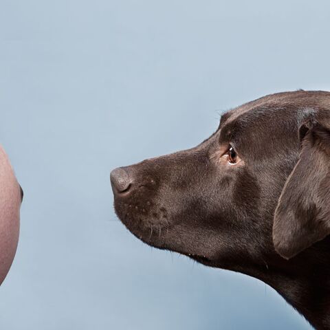 Illustratie bij: 7 x test je kennis: babybullshit of niet?