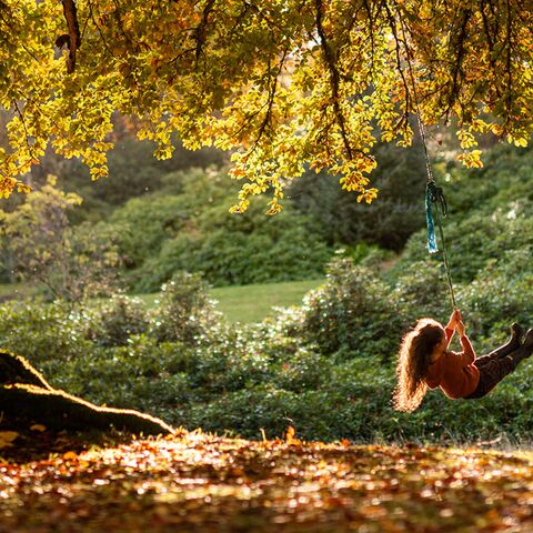 Illustratie bij: Dit zijn de mooiste bossen om te wandelen