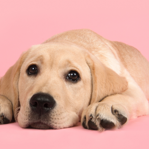 Illustratie bij: Honden stimuleren beweging en sociale vaardigheden bij kinderen