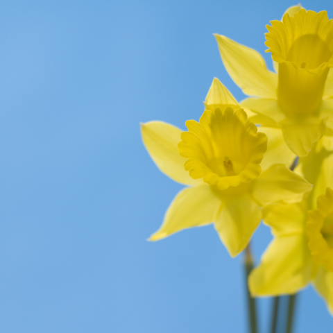 Illustratie bij: Leuk en simpel knutselwerk: narcissen van eierdozen