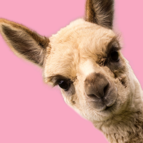 Illustratie bij: Alpaca’s aaien en voeren? Op deze 8 alpacaboerderijen kan het