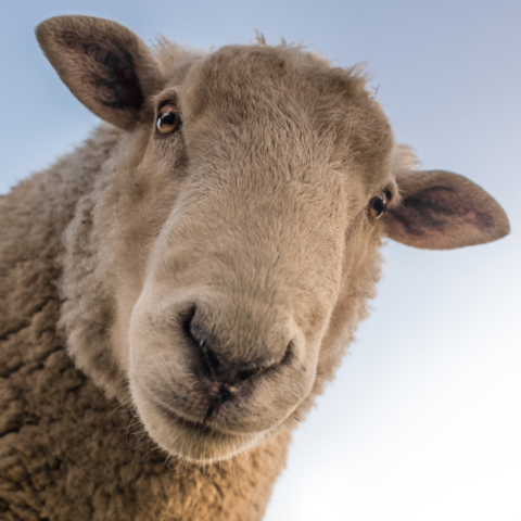 Illustratie bij: Lente in de stad: 10 kinderboerderijen in Rotterdam