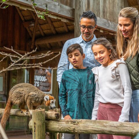 Illustratie bij: Van apen baby’s tot een nieuwe gorillaleider: kom jij ze verwelkomen samen met de kids?