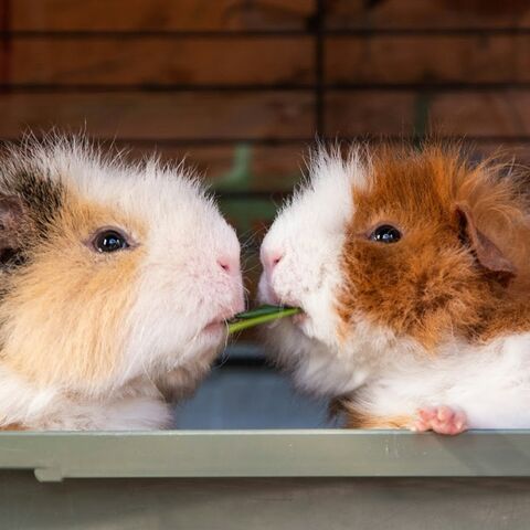 Illustratie bij: Roos: ‘Had ik maar nooit cavia’s gekocht voor mijn dochter’