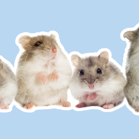 Illustratie bij: Huisdierperikelen: ‘Stond ik daar in de bevroren grond te bikken voor een graf voor de hamster’