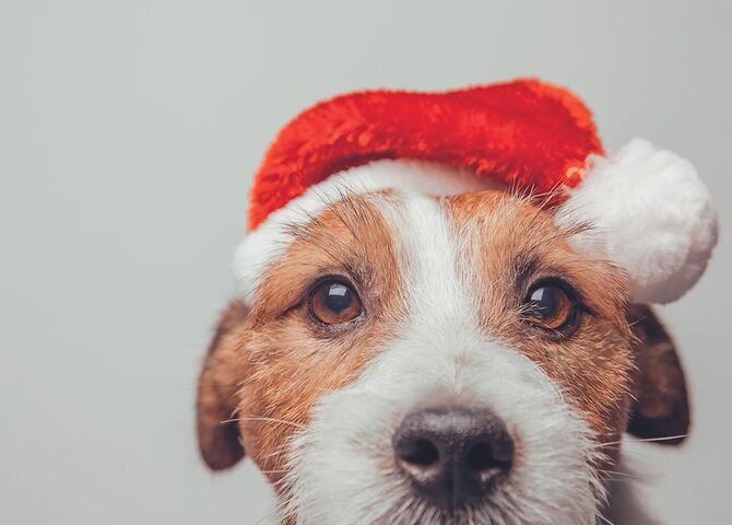 kerstman kerstmuts hond