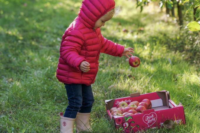 Pink Lady appel