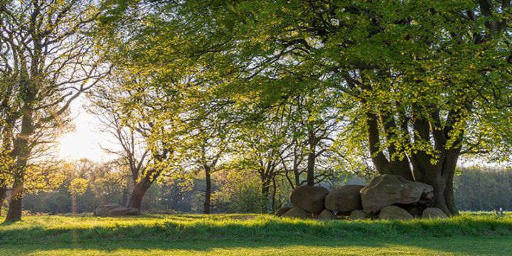 mooiste bossen wandelen 4