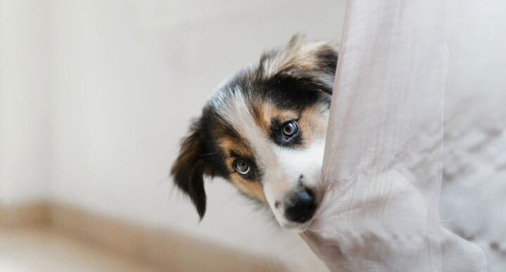 hond verlegen