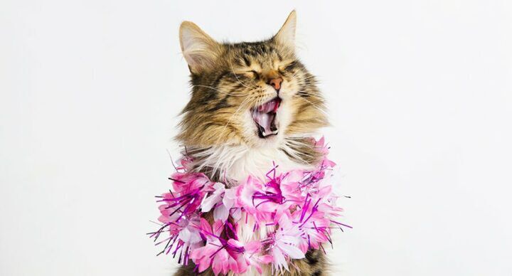 Beeld: Shutterstock