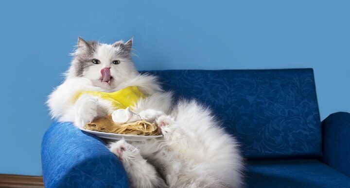 Beeld: Shutterstock