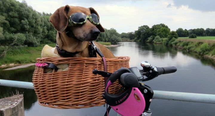 dit moet je weten fietsstoeltje koopt
