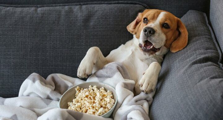 films blij van word