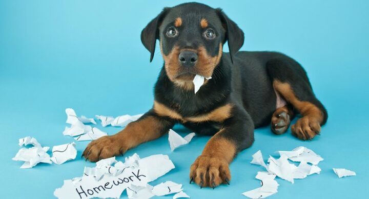 Beeld: Shutterstock