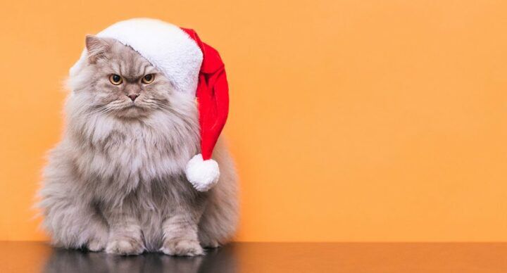 last minute kerstsmoezen