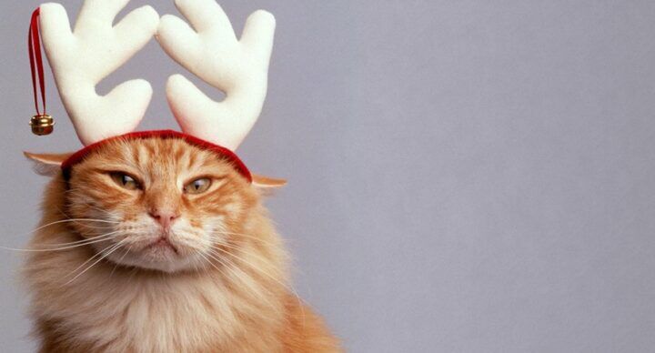 mislukte kerst shoots baby's