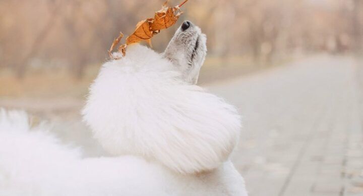 fotoserie broer zus poodles