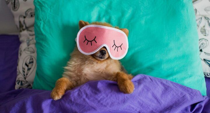 Beeld: Shutterstock