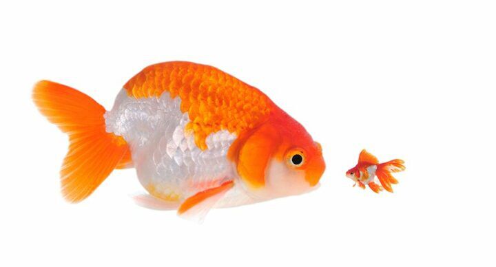 Beeld: Shutterstock